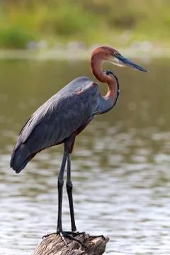 Goliath heron Stock Photos