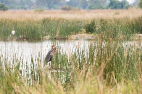 Goliath Heron Stock Photos