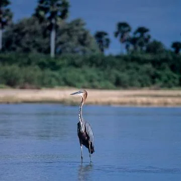 Goliath Heron Stock Photos