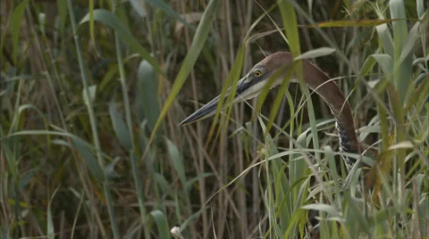 A Goliath Heron sitting between reeds Stock Footage 54679484