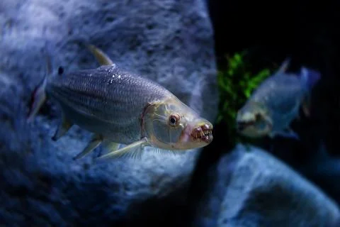 Goliath tigerfish Stock Photos