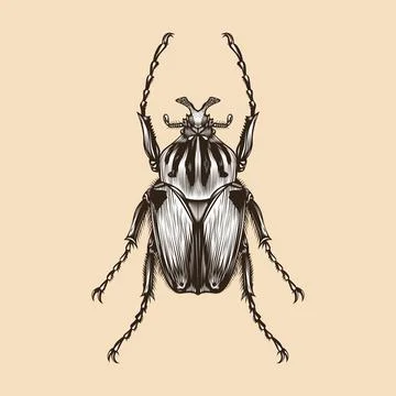 Goliathus Cacicus illustration vector flat design Illustrazione stock