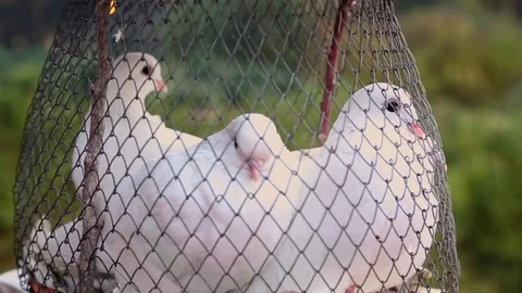 Голуби в клетке 库存影片 84188270