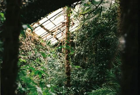 Gomel winter forest Foto stock