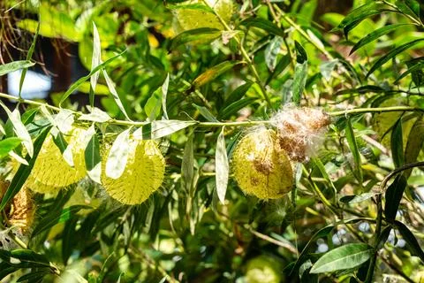 Gomphocarpus physocarpus 스톡 사진