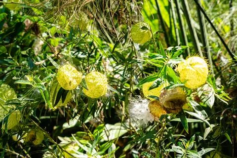 Gomphocarpus physocarpus Stock Photos