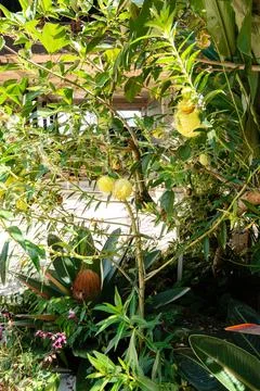 Gomphocarpus physocarpus Stock Photos