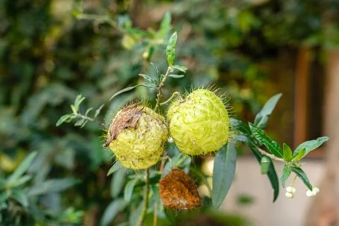 Gomphocarpus physocarpus Stock Photos