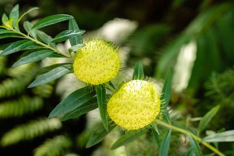 Gomphocarpus physocarpus 스톡 사진