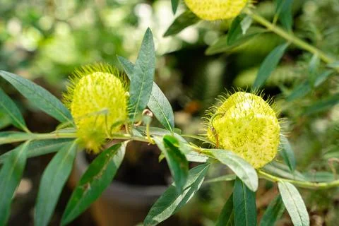 Gomphocarpus physocarpus Stock Photos