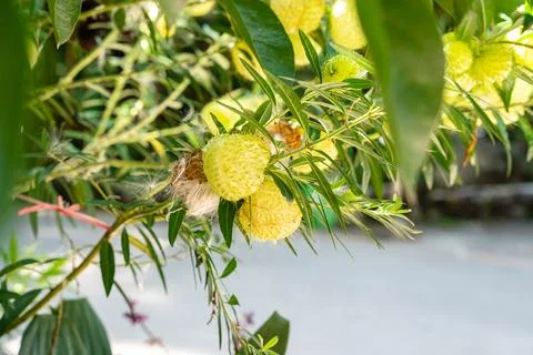 Gomphocarpus physocarpus Foto stock