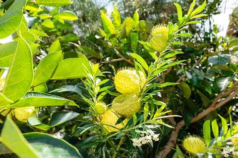 Gomphocarpus physocarpus 스톡 사진