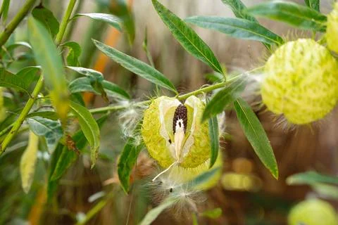 Gomphocarpus physocarpus Stock Photos