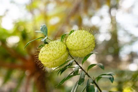 Gomphocarpus physocarpus Stock Photos