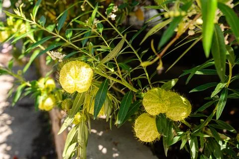 Gomphocarpus physocarpus Foto stock