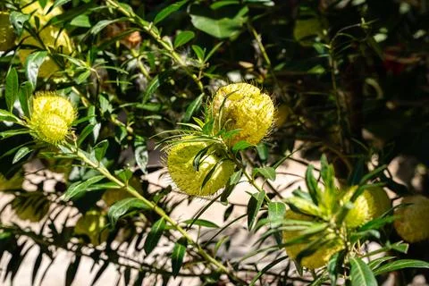 Gomphocarpus physocarpus Stock Photos