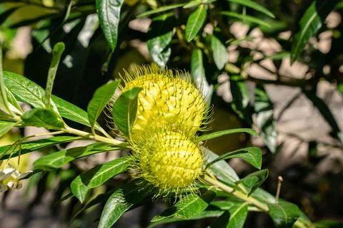 Gomphocarpus physocarpus Stock Photos