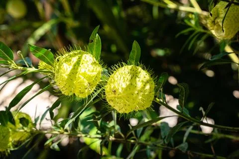 Gomphocarpus physocarpus Stock Photos