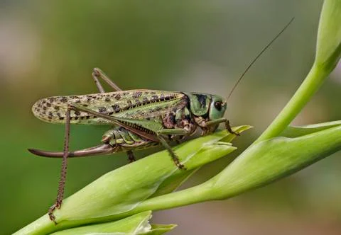 Gomphocerus sibiricus Foto stock