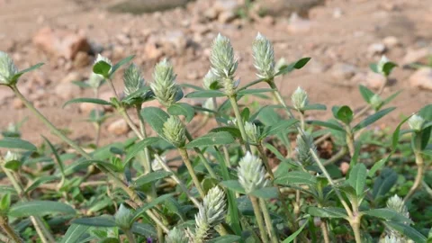 Gomphrena celosioides grass. Stock Footage 344777831
