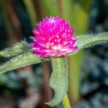 Gomphrena Flower Foto stock