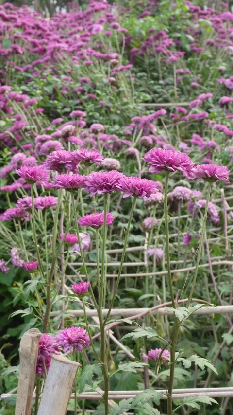 Gomphrena flowers Stock Footage 332592217