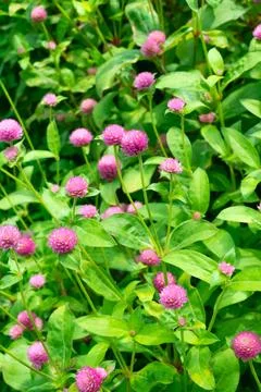 Gomphrena globosa, globe amaranth, close-up. Pink flowers in the garden. Fl.. Stock Photos