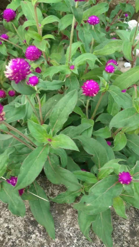 Gomphrena globosa or The Crown flower plant, Bunga kenop kancing ungu Vídeos de archivo 313831775