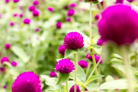 Gomphrena globosa Stock Photos