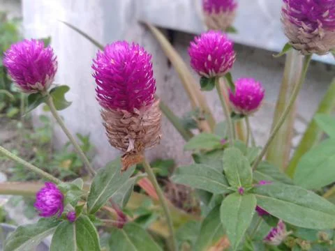Gomphrena globosa 스톡 사진