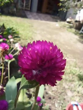 Gomphrena Stock Photos