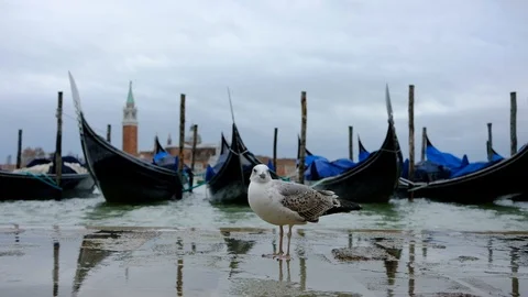 Gondolas on the wave at Piazza San Marco. Venice. Italy Video stock 88103677
