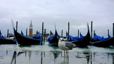 Gondolas on the wave at Piazza San Marco. Venice. Italy Video stock 90486808