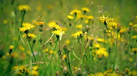The Gonepteryx butterfly drinks nectar and flies Stock Footage 55874551