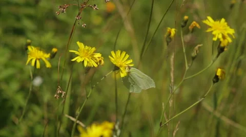 The Gonepteryx butterfly drinks nectar and flies Stock Footage 55876304