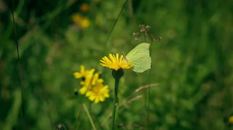 The Gonepteryx butterfly drinks nectar and flies Stock Footage 55876378