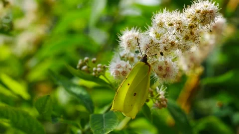 Gonepteryx rhamn 스톡 동영상 157048829