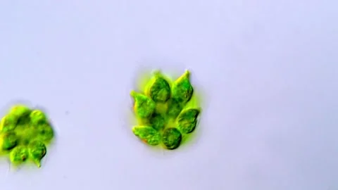 Gonium algae, Green Microalgae Chlorophyta in Motion Microscopy Vídeos de archivo 317789530