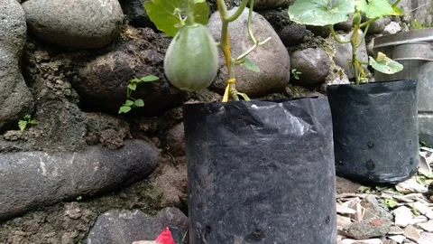 Gonna be a melon Stock Footage 257454875