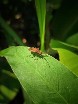Gonocerus Stock Photos