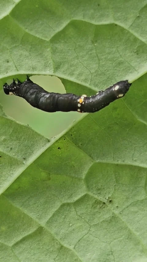 Gonodonta sp. Moth Caterpillar (Erebidae) Feeding on Green Leaf Macro Stock-Footage 342778446