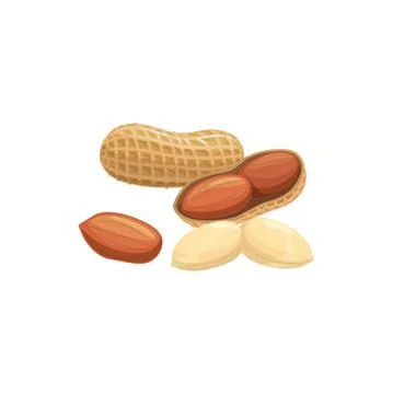 Goober nut, groundnut or peanut isolated vector Stock Illustration