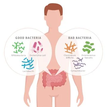 Good Bacteria and Bad Bacteria in human intestines. Bifidobacteria, Lactobacilli Stock-Illustration