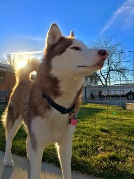 Good Boy Koda Stock Photos