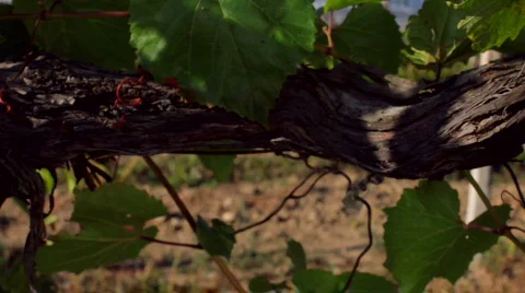 Good bunch of grapes Video stock 861739