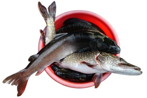 Good catch Stock Photos