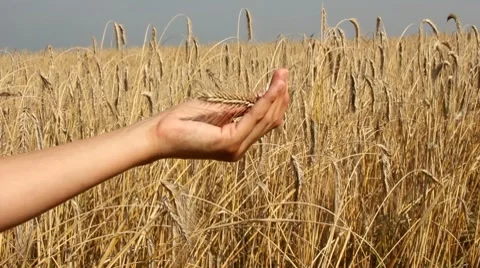 A good crop of wheat Stock Footage 8572254