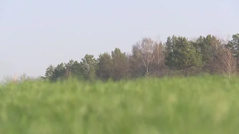 Good crops of winter wheat in the spring farm field Video stock 119924053