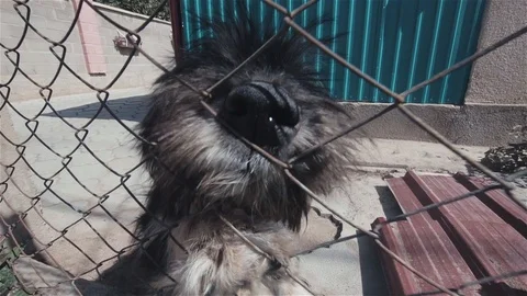 A good dog Video stock 95541624