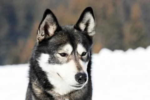 Good dog Foto stock